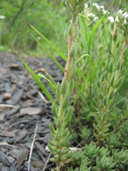 Petrosedum subulatum