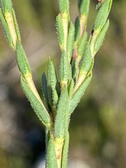Euchaetis diosmoides