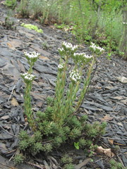 Petrosedum subulatum