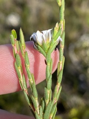 Euchaetis diosmoides