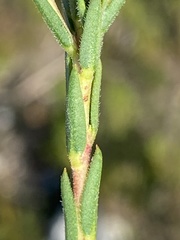 Euchaetis diosmoides