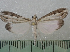 Euclasta maceratalis