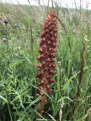 Orobanche elatior