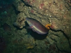 Pseudolabrus biserialis