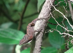 Anolis cupreus