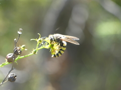 Stizus fasciatus