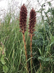 Orobanche elatior