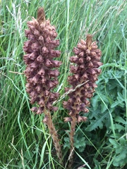 Orobanche elatior