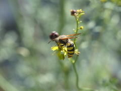 Stizus fasciatus