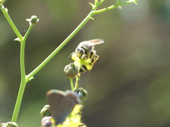 Stizus fasciatus