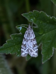 Scoparia ambigualis