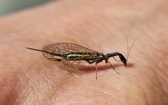 Dichrostigma flavipes