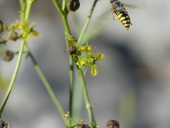 Stizus fasciatus