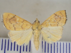 Hyalobathra brevialis