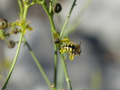 Stizus fasciatus