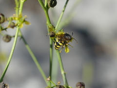 Stizus fasciatus