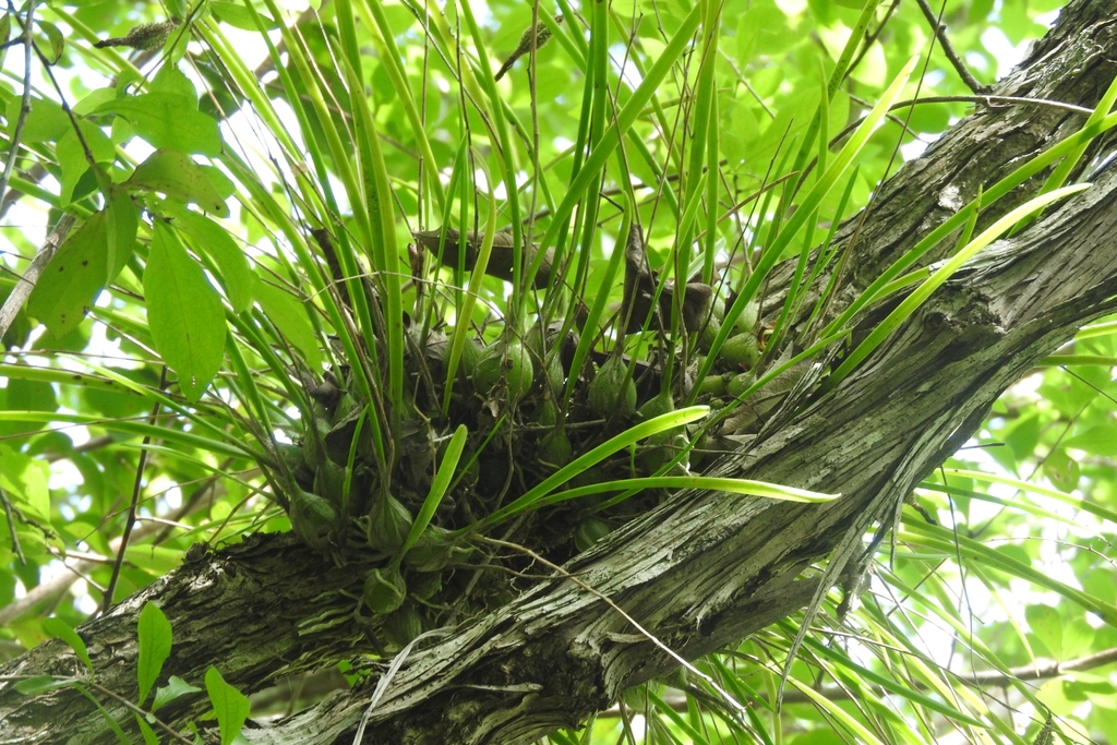 Encyclia nematocaulon