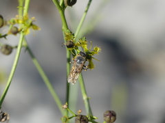 Stizus fasciatus