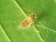 Entomophthoraceae