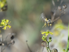 Stizus fasciatus