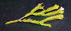 Euchaetis burchellii