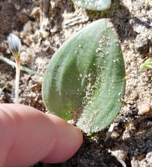 Eriospermum capense capense