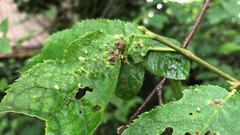 Eriophyes