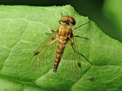 Chrysopilus splendidus