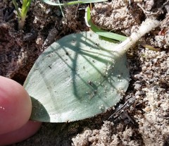 Eriospermum capense capense