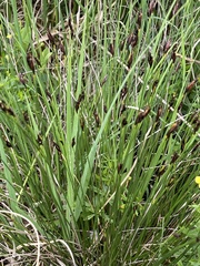 Schoenus ferrugineus
