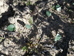 Eriospermum capense capense