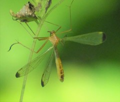 Hylobittacus apicalis