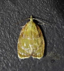 Acleris curvalana