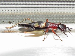 Cranistus colliurides