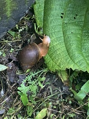 Megalobulimus popelairianus
