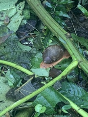 Megalobulimus popelairianus