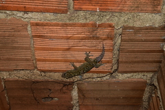 Phyllopezus pollicaris