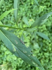 Hippopsis lemniscata