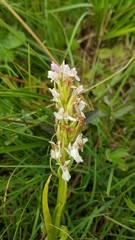 Dactylorhiza incarnata