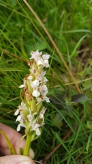 Dactylorhiza incarnata