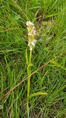 Dactylorhiza incarnata