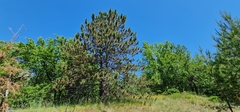 Pinus nigra pallasiana