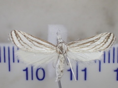 Patissa