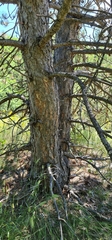 Pinus nigra pallasiana
