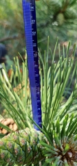 Pinus nigra pallasiana
