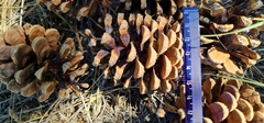 Pinus nigra pallasiana