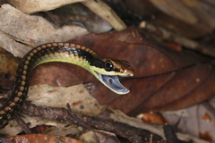 Vogel's Bronzeback photo 2