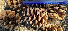 Pinus nigra pallasiana