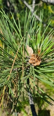 Pinus nigra pallasiana
