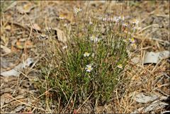 Brachyscome basaltica